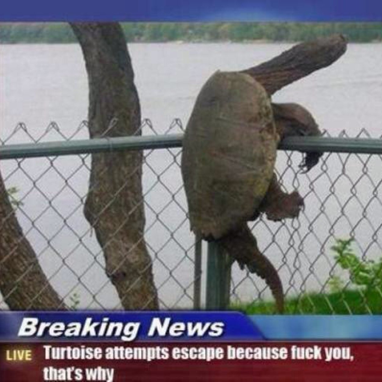 Call me a turtle one more time you little......... Im here to eat seaweed and fuck bitches. And I'm just about done munching on the seaweed.