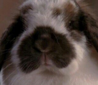 Bunny Living In A World So Big
