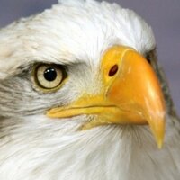 kevin will (@kev4wi) 's Twitter Profile