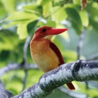 里山科学館「森の学校」キョロロ（新潟県十日町市） (@kyororomuseum) Twitter profile photo
