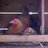 BozemanAg's profile image
