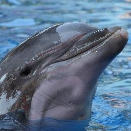 nagoreoj's profile picture. 