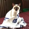 brewmorr's profile picture. Follows Leafs, 49ers, Jays and Raptors. Proud member of Lions International and a 35 year follower of AA.