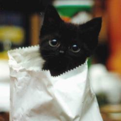 LaitES's profile picture. 映画と音楽。主にインド。