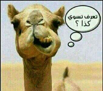 سبحان الله والحمد لله ولا اله الا الله ولله الحمد