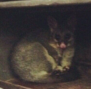 The official account of Maggie - everyone's favourite multi-media marsupial. Squatting at Suffa's house since 2013.