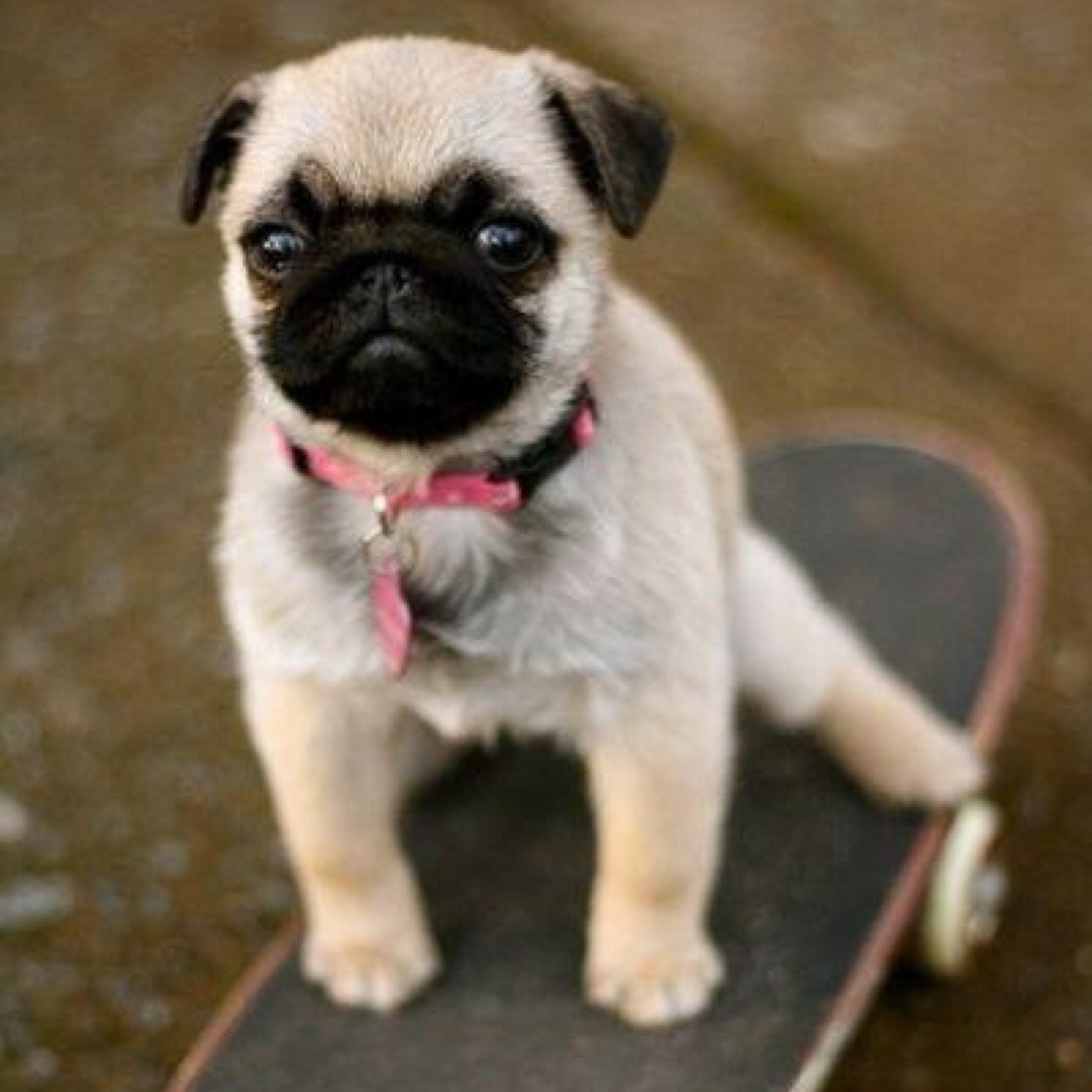 The 33 Cutest Funny Pug Pictures Of All Time The 33 Cutest Funny Pug Pictures Of All Time