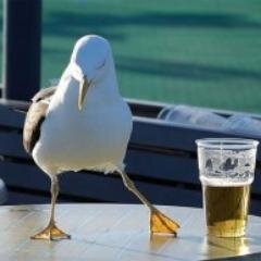 I'm a Seagull and I fuck bitches. Im back.