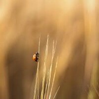 ネリウス (@lt5ao66a) 's Twitter Profile