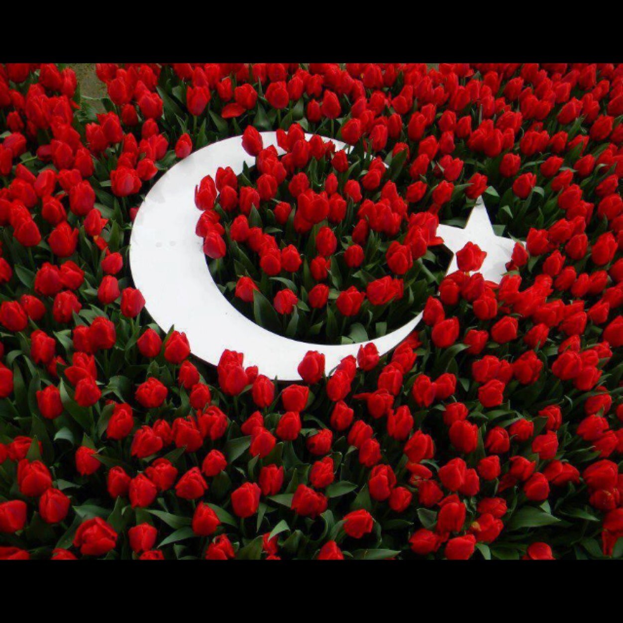 aygun_hasan's profile picture. 