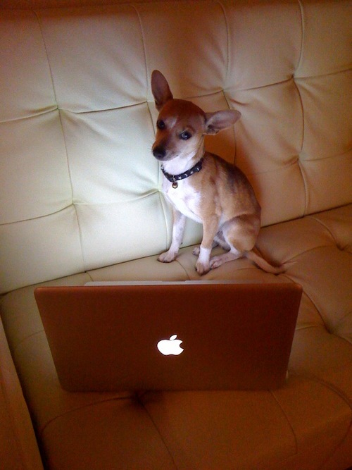 Yes I am a real Dog not a Human. Everything's Bigger in TX except me!  My Mom is a You Tube Celebrity! Follow me 2 hear about my Daily Adventures!