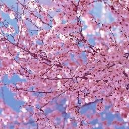 wevdt's profile picture. 