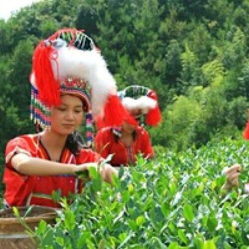 Chinese Tea,gift tea packaging ,glass and porcelain tea set , tea accessories ,Tea packing machine , tea making machine tea drink-ware supplier and sourcing .