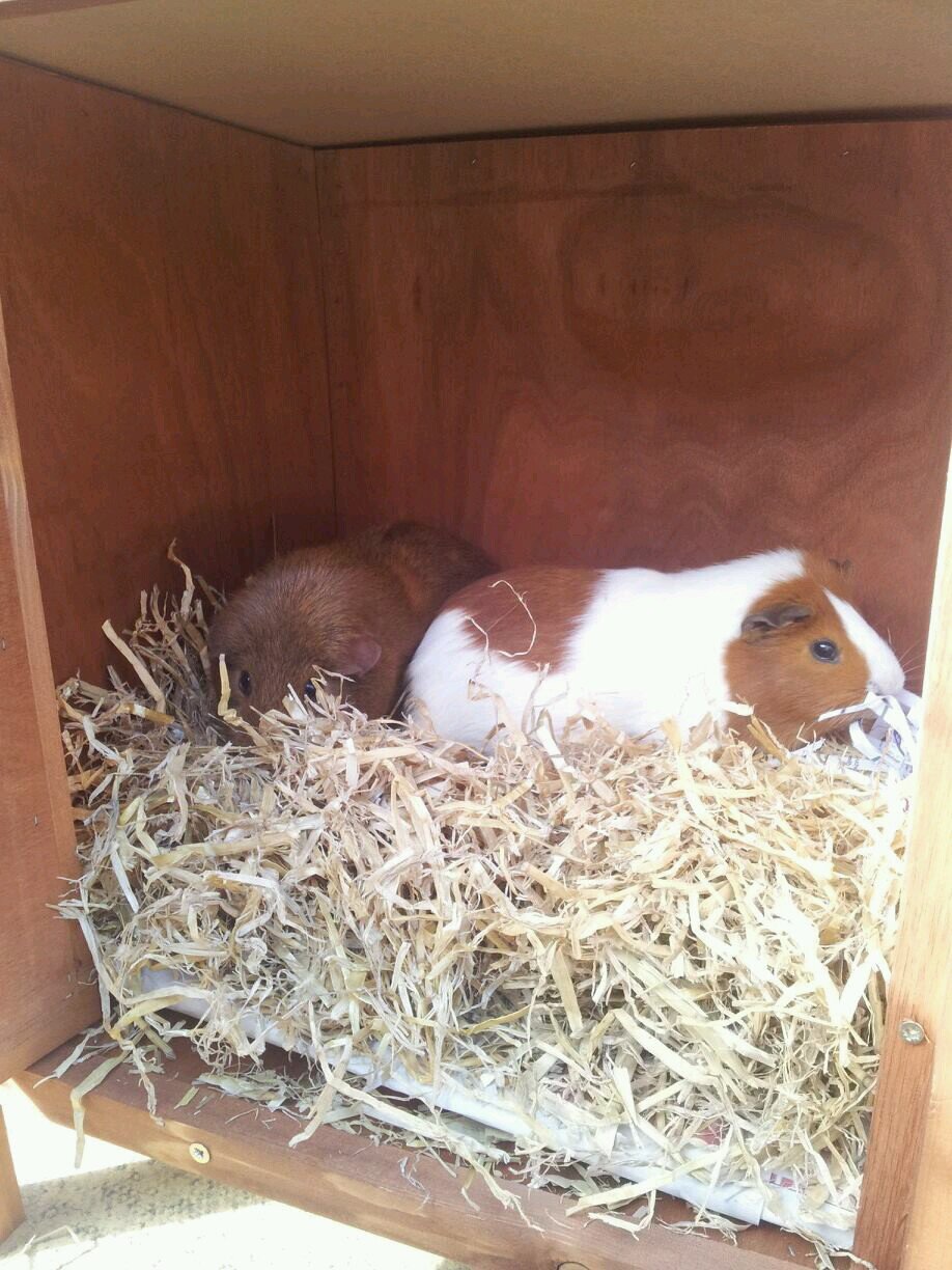 susiestargazer's profile picture. 