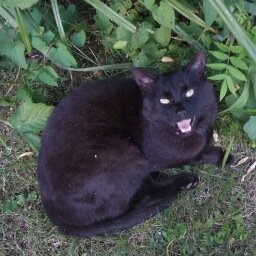 Shipley (RIP, 2001-2017): a truly twatting brilliant cat who swore a fuck of a lot.
