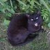 MY SWEARY CAT (@myswearycat) Twitter profile photo MY SWEARY CAT (@myswearycat) Twitter profile photo