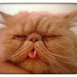 Tüm tepkilere tepki olarak doğan tepkisiz kedi