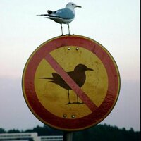Patavatsız1insan (@patavatsizimm) Twitter profile photo