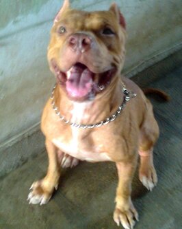 vinelliag's profile picture. 