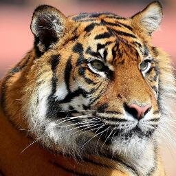 hasnes's profile picture. 