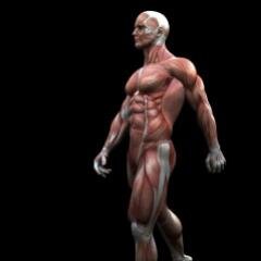 Learning anatomy day-by-day; muscle-by-muscle.