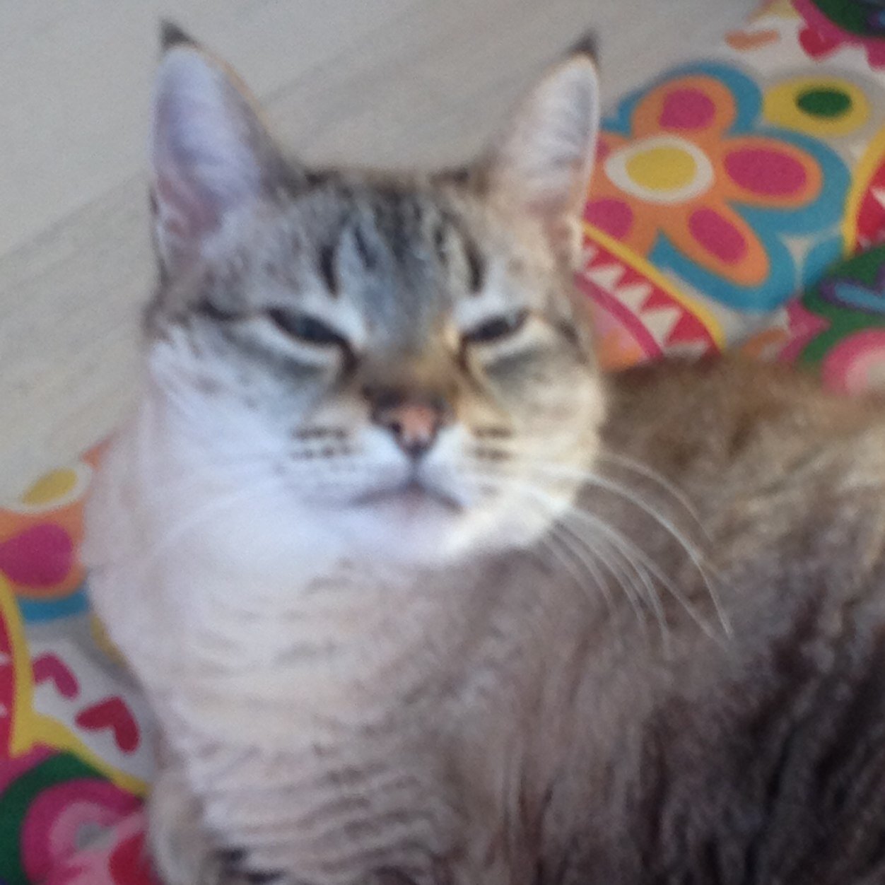 carmenviltur's profile picture. 