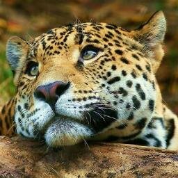 Las mejores y más hermosas imágenes del reino animal. Los animales nunca te fallan, siempre están ahí para darte cariño y alegría.