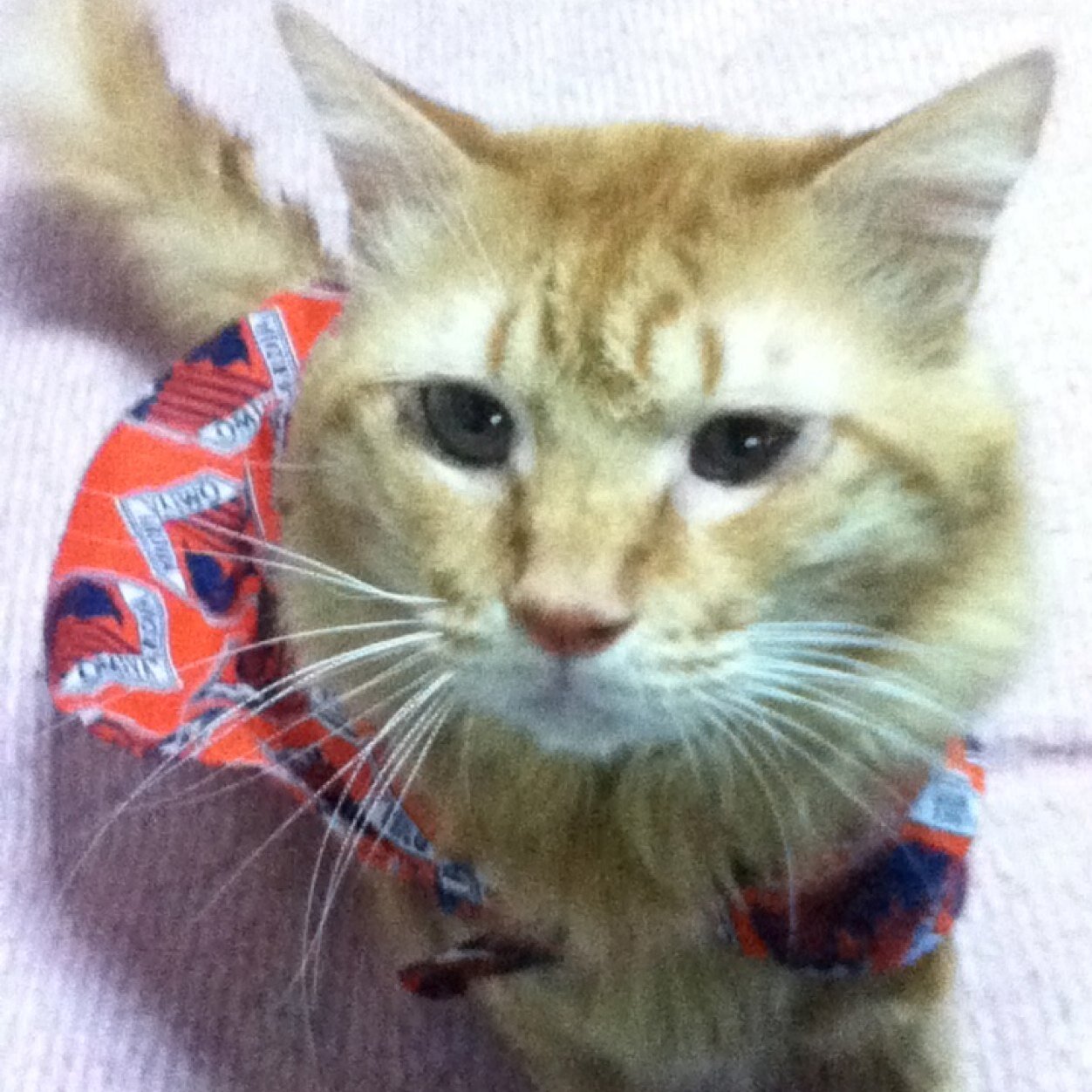 ニャルディという名のネコと共に大宮を見守る☆彡     NACKではメインかバックに出没(=^ェ^=)  大宮専用アカ⚽画像は全て自分で撮ったものです★お気軽にフォローどうぞ( ´ ▽ ` )ﾉ