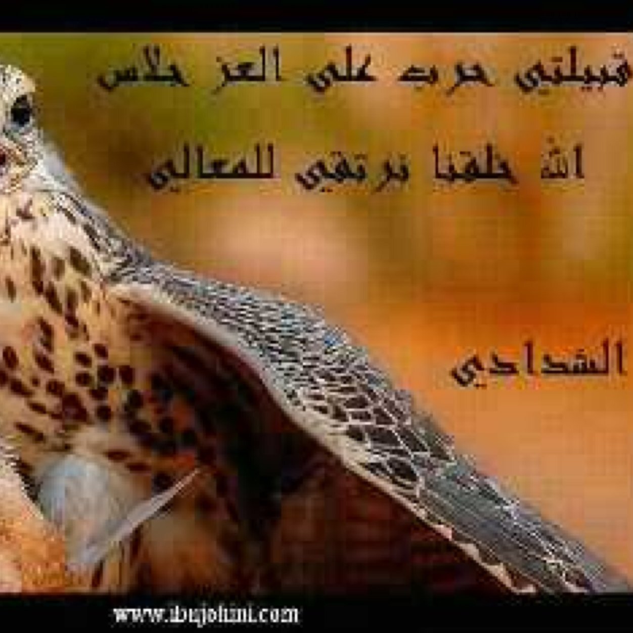 ‏اقدر الشعر وابياتي في المفضلة*