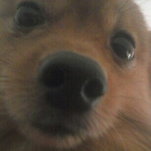 I is a happy dog! Wuv everyone I meet. I'm jen his momma