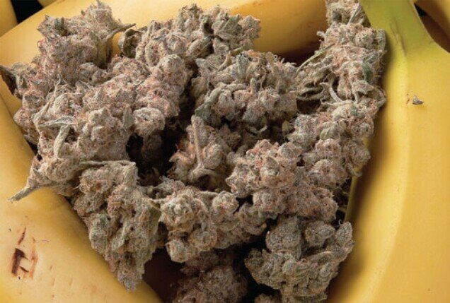 Share your weed related stories (include location)
http://t.co/3hBSakZFxJ
