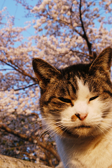 tomo_m's profile picture. 金融系のシステムアーキテクチャーやってます。