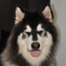 I am an cute huge Alaska Malamute that happily live in a big city Hong Kong with my golden retriever brother named Po
