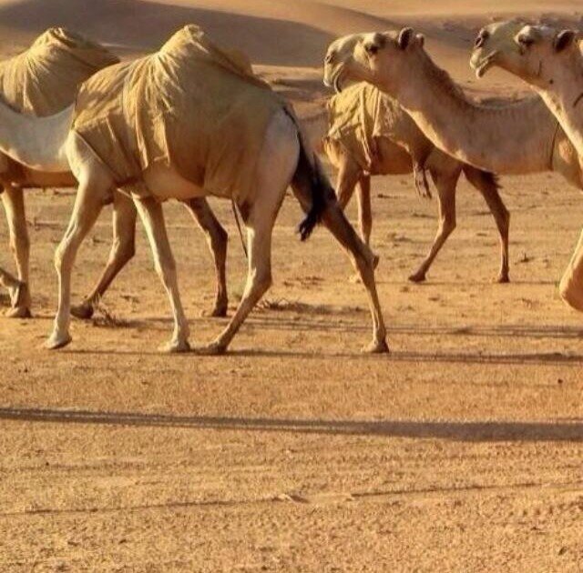 حساب خاص بعرض الابل للبيع والشراء