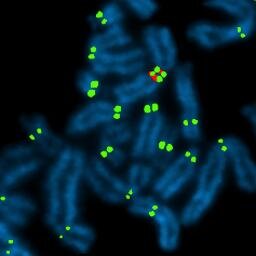 centromeres, we build 'em. chromosomes, we break 'em. repetitive DNA's not junk to us. we're basic researchers answering fundamental questions in human biology.