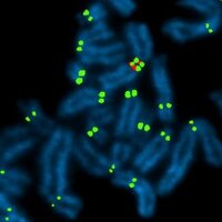 Sullivan Lab (@teamcentromere) 's Twitter Profile