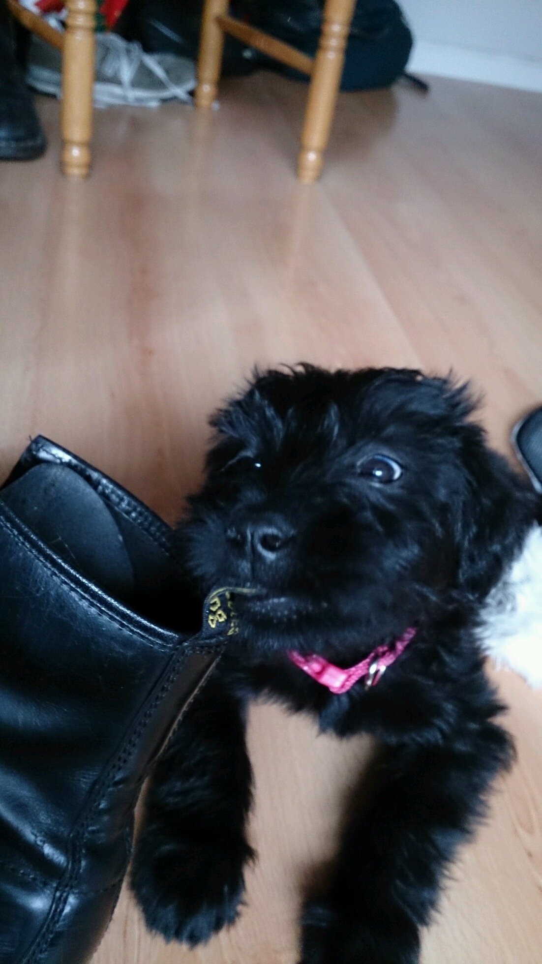 10 Nov 2013, Giant Schnauzer