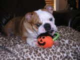 8 month old English Bulldog living the life!