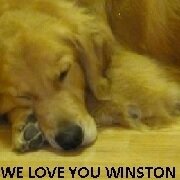 BrendBarkPlace's profile picture. 🇺🇸 #brending is branding+friending +1.(347) ZAR-LINO  @BeerWineSales #CreateConstantContent then https://t.co/gSe4oduIKS 🇮🇹 https://t.co/od1mWbTfRY is live for 10 more years. #JZ