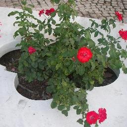 SedatKardak's profile picture. HAK'kı savunduğu sürece AK Partiliyim.