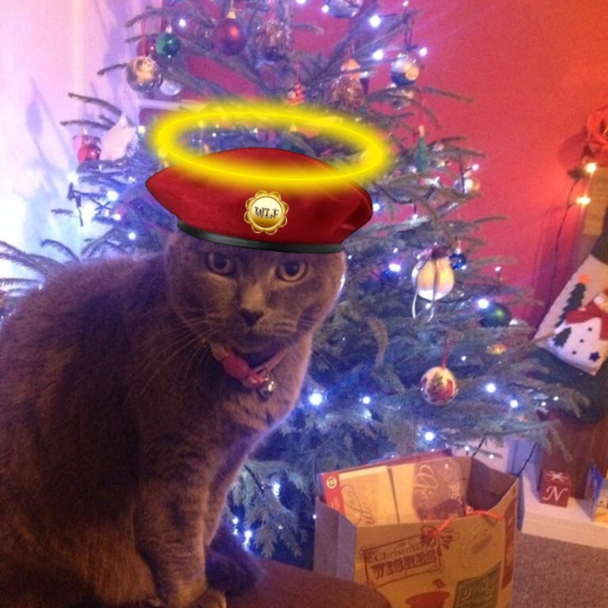 Im 15yr old girl I live in wales,sadly my mum sooty went OTRB 17/10/11 I went OTRB 3/1/2014 I now have a little bro called @leothekitty1 #wlf