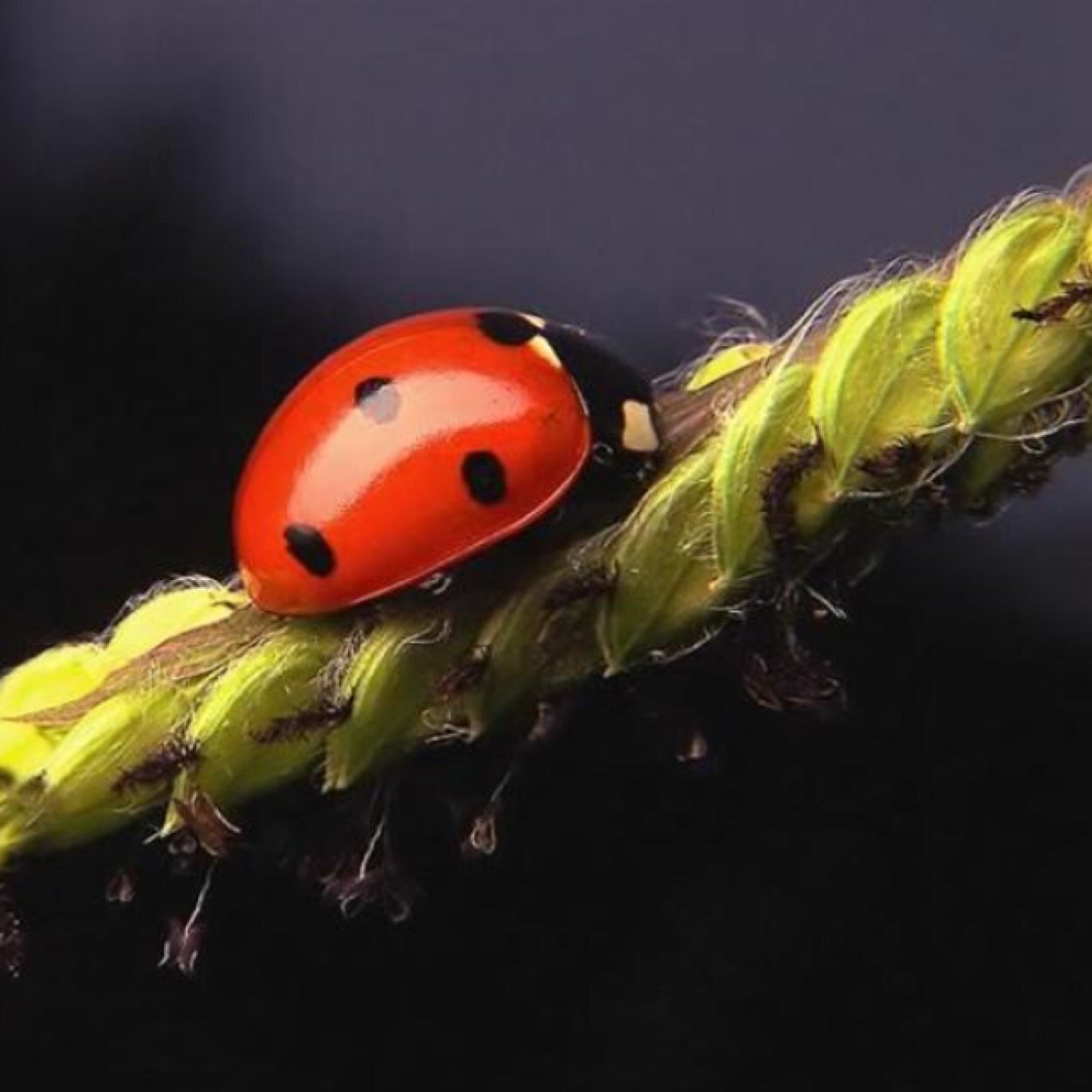 UgurarsUur's profile picture. 