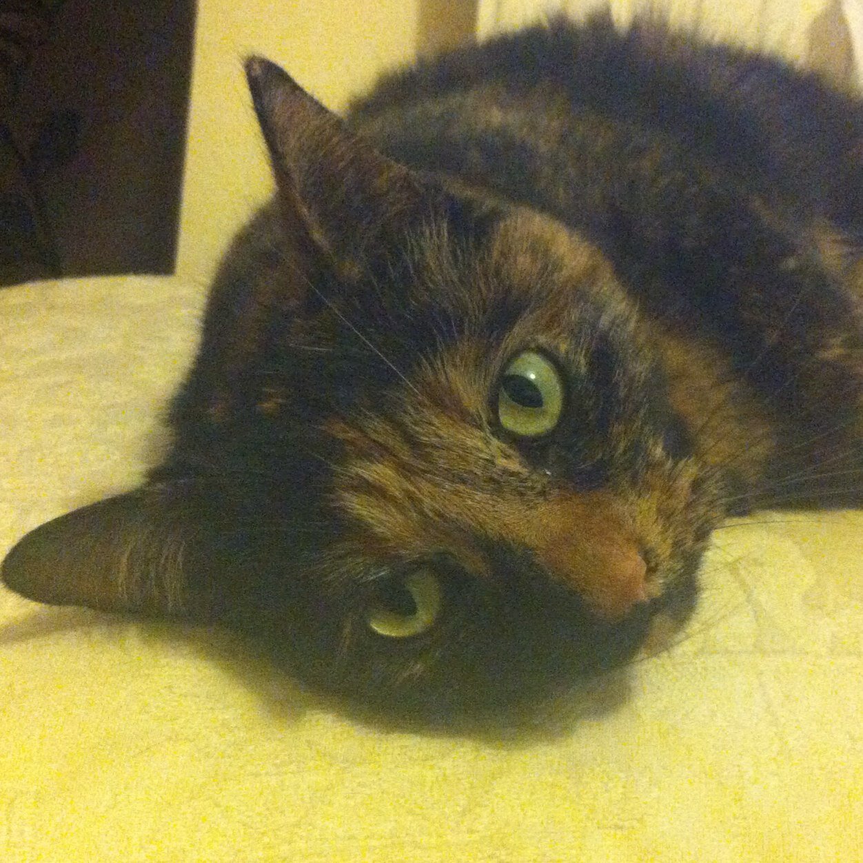 Cat_Commentary Profile Picture