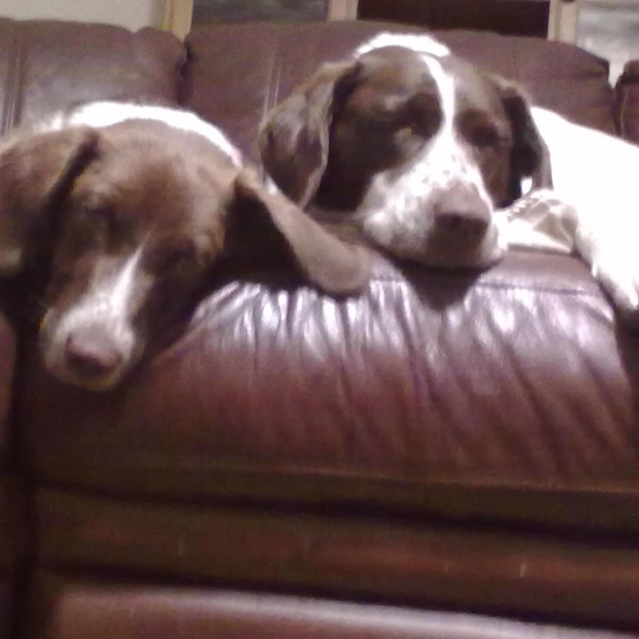 JesslLola's profile picture. We r both spaniel x, we love walkies, cuddles & lots of attention