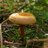 AlexBoletus's profile image