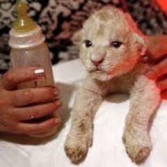 apolubajdakova's profile picture. 