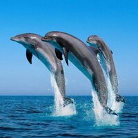 christine Ann Muff (@snowleopard56) 's Twitter Profile