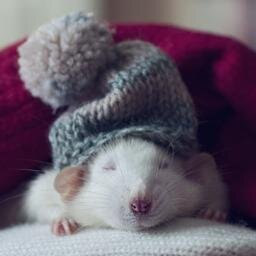 largemouse98's profile picture. Hmm I think I'll call my myself Gill lacey on here...thats Gill pronounced 'Jill' by the way. I'm not a fish or anything cool like that...I wish I was a fish