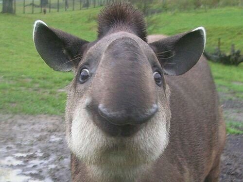 i bloody love tapirs.....