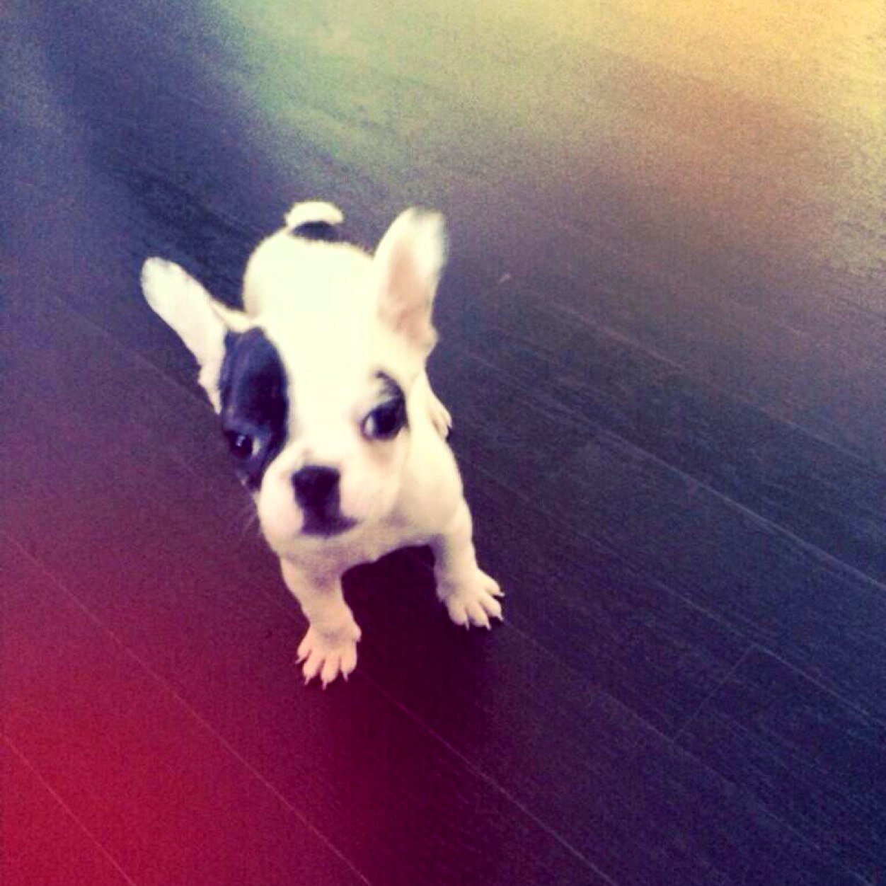 siwon_loves_me's profile picture. http://t.co/XFpPDYy9Ag